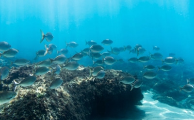 Мировой океан может «закиснуть»: угроза для жизни под водой и человечества — ученые бьют тревогу