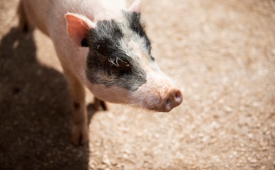 Скрытая угроза: гепатит Е от свиней и крыс — тревожные находки ученых США