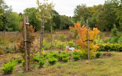 Снега нет, но вы держитесь: бесснежная зима и защита растений — как уберечь корни от морозов
