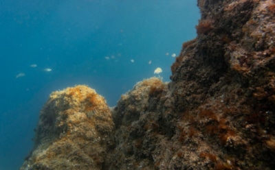 Уникальные открытия у Курильских островов: новые виды морских червей — исчезновение мидий вызывает удивление