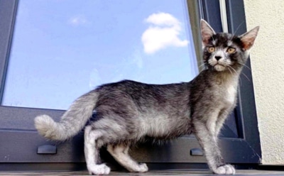 Словно маленькие волки: в Румынии обнаружили новую породу кошек - трансильванскую