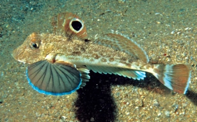 Ноги-дегустаторы: эволюция создала удивительных обитателей морских глубин — поиск пищи с помощью конечностей