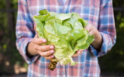 Защитить капусту от вредителей можно без химии: проверенные методы для здорового урожая — народные средства