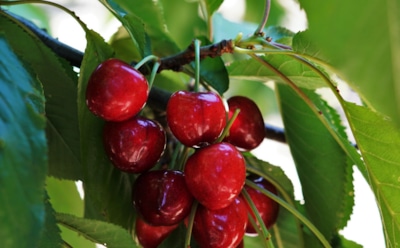 Правильная посадка черешни для богатого урожая: как обеспечить дереву долгую жизнь — простые правила