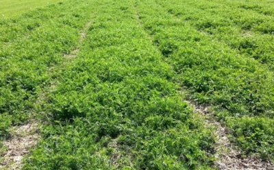 Как получить урожай без химии: сидераты для улучшения почвы — секреты опытных садоводов