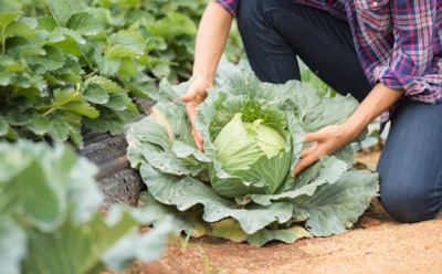 Горчичная оборона: натуральный метод защиты капусты от вредителей — простые способы для здорового урожая