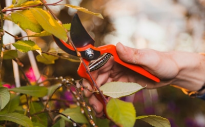 Октябрь — время трудов в саду: правильная подготовка деревьев к зиме — залог урожая в новом сезоне