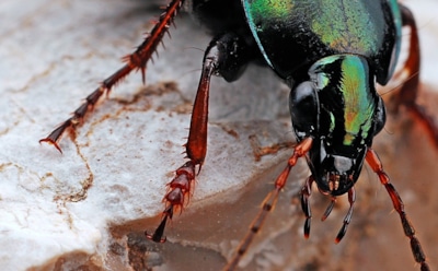 Дальний Восток порадовал ученых: обнаружены новые виды насекомых — неизвестные жужелицы и мухи-журчалки