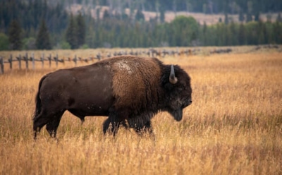 Вымирание степного бизона — причины: роль климата и растительности — исследование ученых