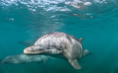 Дельфинья улыбка: исследователи о поведении афалин во время игр — новые открытия в мире млекопитающих