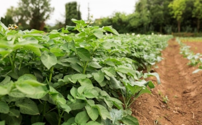 Эти секреты помогут упростить выращивание картофеля: минимум усилий для обильного урожая — советы по посадке и уходу