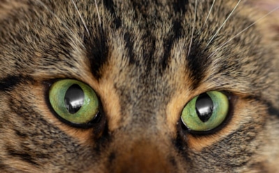 Эти глаза у коти: генетическая эволюция оттенков — почему цвет глаз у кошек так различается