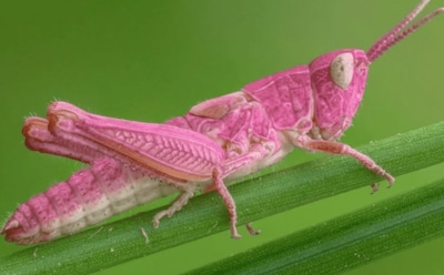 Маленькая девочка столкнулась с кузнечиком-мутантом: редкая розовая находка — уникальный снимок и причуды генетики