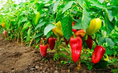 Выращивание перца с умом: секреты обильного урожая — от рассады до хранения плодов