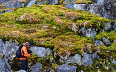 Антарктида стремительно зеленеет: глобальное потепление превращает ледяной континент в зеленый оазис