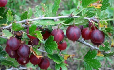 Не пропустите первые декады октября: осенняя посадка смородины и крыжовника — как получить обильный урожай