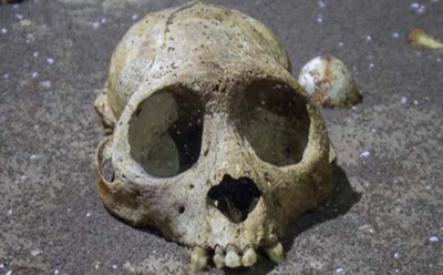 Уникальная находка на Карибах: окаменелости древних обезьян — утерянное звено эволюции