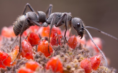 Муравьи-фермеры — из прошлого в настоящее: как насекомые освоили земледелие — 66 млн лет эволюции