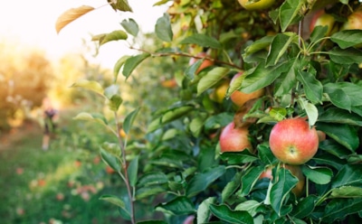 Секрет щедрого яблочного урожая: грамотный полив яблонь — простые методы для улучшения плодоношения