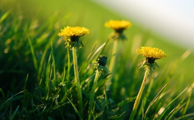 Желтоокий цветок зла: как победить одуванчики на участке — эффективные методы борьбы