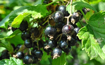 Выращивание черной смородины: слагаемые обильного урожая — правильная посадка, уход и полив