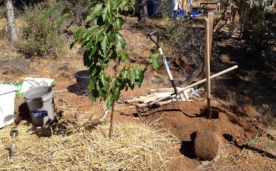 Осенняя посадка черешни: как вырастить здоровое дерево — советы для успешного укоренения и плодоношения