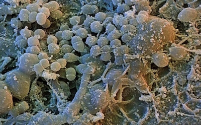 Бактерии из глубин древности: уникальная колония возрастом 2 млрд лет — перспективы для исследования жизни на Марсе