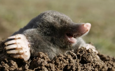 Кротам не место на грядке: простые и проверенные методы изгнания — от запахов до ловушек