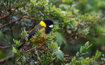 Что птичка на хвосте принесла: свистун Шлегеля стал надеждой в борьбе с инфекциями — золотая жила новых лекарств