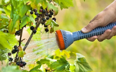 С этими методами урожайность смородины вырастет: защита кустарников от вредителей — советы опытных садоводов