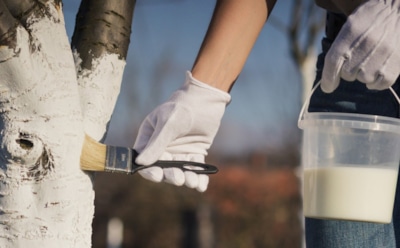 Осенняя побелка деревья сбережет: защита от морозов и вредителей — важные советы для садоводов