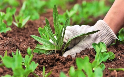 Разбираемся с сорными травами на участке: как защитить сад от сорняков без химии — простые методы и секреты ухода