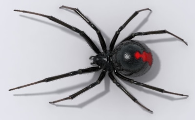 Тайны яда черной вдовы раскрыты: как токсин паука поражает нервную систему — новое открытие ученых