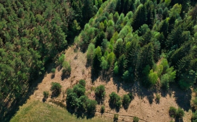 Климатический кризис 2024: новые рекорды выбросов и утраты лесов — ученые бьют тревогу