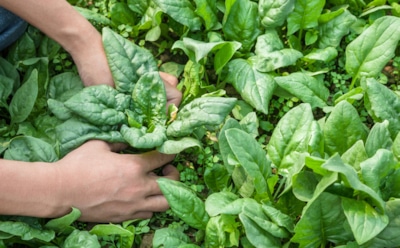 В тени древесных крон: используйте площадь своего участка эффективно — увеличение объема урожая простым способом