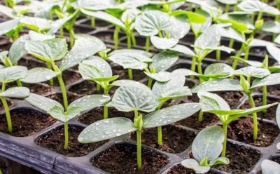 Растим огурцы зимой: секреты выращивания рассады — как добиться крепких растений в домашних условиях