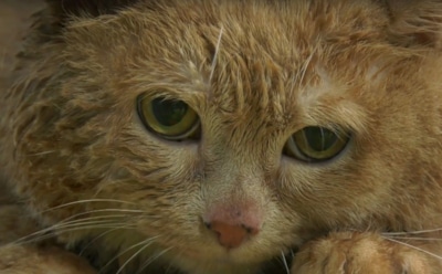 Крошик впервые сумел прыгнуть после начала лечения: знаменитого кота из Перми разнесло до 17 кг