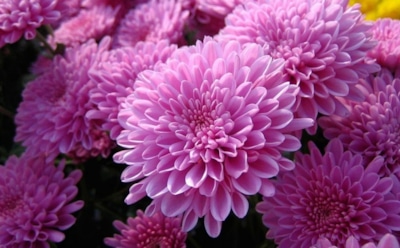 И больше никаких проблем у ваших пышных хризантем: секреты посадки и ухода — советы для лучшего цветения