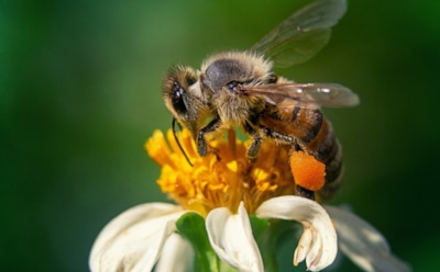 Поведение людей и пчел в стрессовых ситуациях: новое исследование ученых — удивительные совпадения