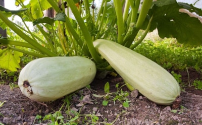 Сэкономьте 2 недели — кабачки растут быстрее: снимите первый урожай раньше остальных — советы и рекомендации