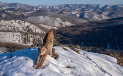 Потратил на снимок полгода: бывший вице-губернатор Петербурга Метельский выиграл престижный фотоконкурс за рубежом