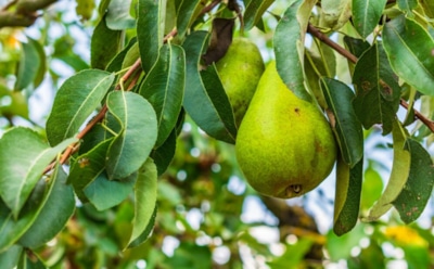 С этими рекомендациями груши начнут плодоносить раньше: секреты лучшей урожайности — советы и подсказки