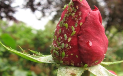 Тля розам не пара: народные средства для безопасной обработки цветов от вредителей — проверенные решения