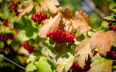 Калина — символ семьи и природный лекарь: как правильно собирать и хранить ягоды — советы и рекомендации