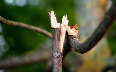 Как спасти деревья от ран: эффективные методы лечения повреждений — простые советы для садоводов