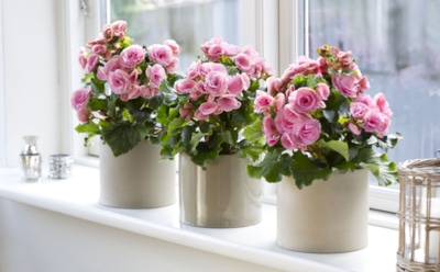 Добиваемся пышного цветения: проверенные подкормки для домашних растений — здоровый рост и яркие цветы