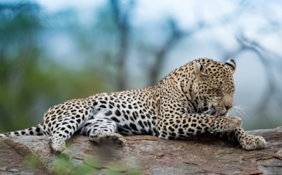 Дикие звери на грани исчезновения: численность сократилась на 73% за полвека — ученые бьют тревогу