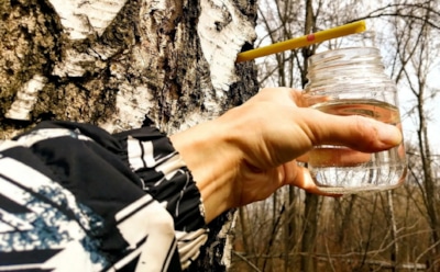 Натуральная польза из леса: как правильно собирать березовый сок — секреты сохранения и свежести