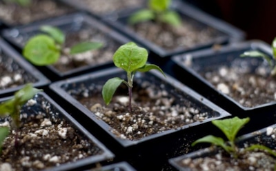 Как правильно вырастить рассаду баклажанов: советы для обильного урожая — выбор почвы, полив и сроки посева