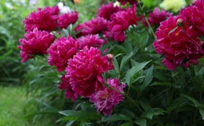 Как подготовить пионы к зимовке: правильная обрезка, удобрение и защита — советы для успешного ухода